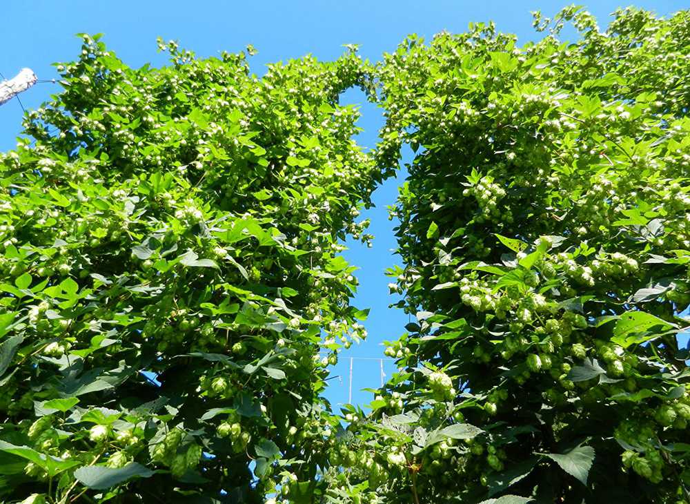 <b>Off Flavours in Beer and How to Avoid Them</b>